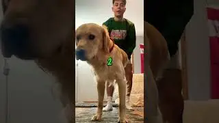 3 Reasons To Stretch Your Dog 🐶