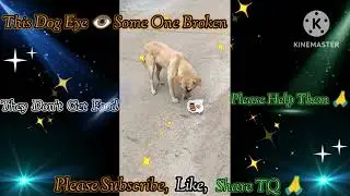 || This Dog Eye 👁️ Broken By Some One 😟 || #pleasehelpstraydogs #feedingstreetdogs #helpstraydogs
