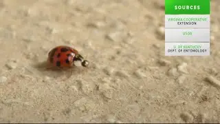 Is this the time of year when ladybugs start coming into our home? | Verify