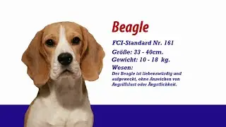Meister Petz TV - Beagle