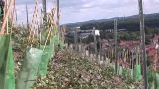 Les terrils du Pas-de-Calais reconvertis en vignes