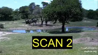 Elephant scan sample practice