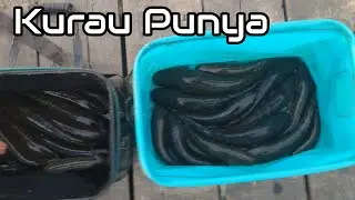 KURAU PUNYA || ROD TRAVEL DAIDO EXPEDITION 4-10 LB || CASTING GABUS KALIMANTAN