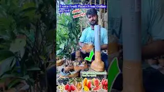 Exotic Fruit Plants From Online | FruitPlants |shifa nursery#exoticfruitplants
