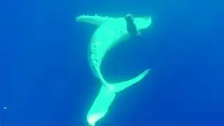 Swimming with humpback whales in 'Eua Tonga