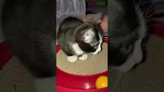 Tiny kitten George is so cute!