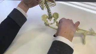 The Goldsmith Centre - All about the pelvis