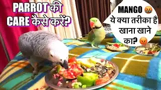 अपने पैरट 🦜को क्या खिलाएं बोलने वाला तोता Talking Parrot 