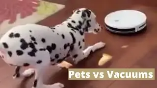 Pets vs Vacuums Compilation