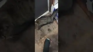 Schlemington was at the door waiting when I came out. I guess she really wanted to get pet