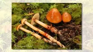 Phaeocollybia kauffmanii - fungi kingdom