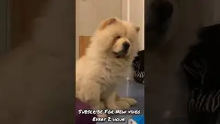 💖😍Funny Dog Videos 2022😍💖 #PET INSIGHT #shorts | PET INSIGHT