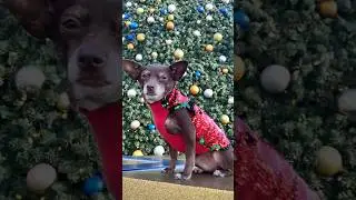 Flip Sequin Holiday Coat