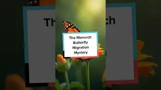 The Monarch Butterfly🦋Migration Mystery🤯#monarch #butterfly #migration #nature #wildlife