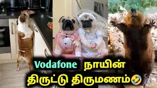 Vodafone நாயின் திருட்டு திருமணம் | Animal funny video | Twisty story