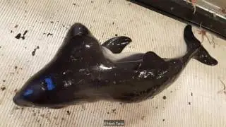 The two porpoises were conjoined twins