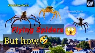 Flying Spiders, उड़ने वाली मकड़ियाँ😱, how spiders can fly😯 #morethanfacts #facts