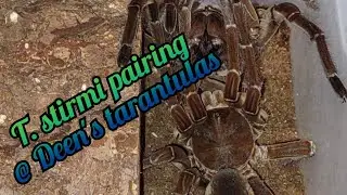 T. stirmi pairing at Deen's tarantulas!