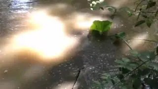 Weekend in the Swamp