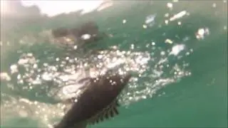CAPE MAY REEF 052612