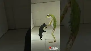 Mouse and frog team dance please watch