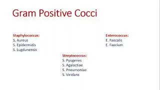 How to pronounce Gram +ve Cocci. Staphylococcus, Streptococcus and Enterococcus Species.