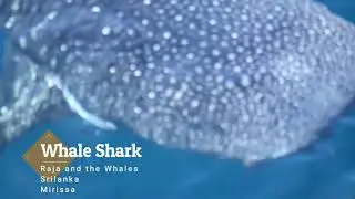 Whale Shark Srilanka Raja & The Whales