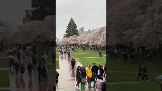 Cherry Blossom, Spring 2022 | The Quad @ UW