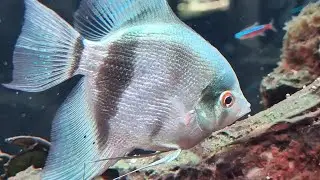 Fishy 🐟 🐠