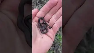Unique facts the Barbados Threadsnake, the World's Smallest Snake. #shorts #facts #snake