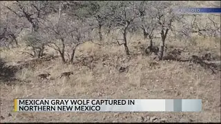 Mexican wolf &lsquo;Asha&rsquo; captured in New Mexico