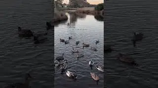 Success&hellip;#ocean #duck #quotes #naturephotography #youtubeshorts #inspirationalquotes #success