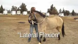 Dressage Work In Hand/Ground Work - Teaching Your Horse to Be Calm, Light, and Responsive