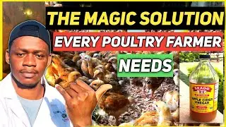 Benefits Of Apple Cider Vinegar  To  Your Chicken