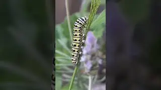 survive by eating the leaves of plants and later enter the pupa stage and transform into butterflie