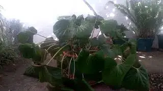 Farfugium japonicum Giganteum