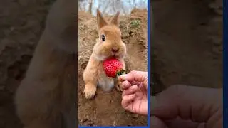 Coelhinho Comendo Morangos #bunny #rabbit