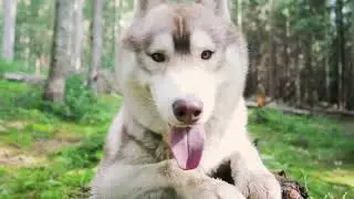 Funny dog and cat Videos Compilation