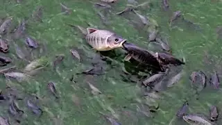 Big fish are bite the small Fishes