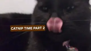 CATNIP TIME PART 2