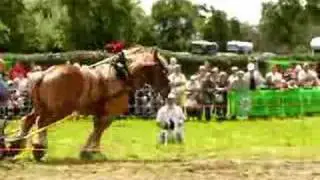 Belgium draft horse pulling
