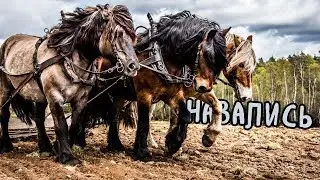 Почему мы измеряем мощность в лошадиных силах и никак иначе