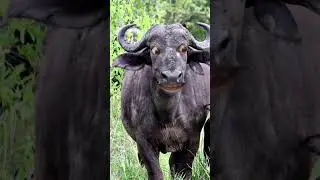 New buffalo cartoon amba amba #animals #newstorybuffalo #newcartoon #babybuffalo