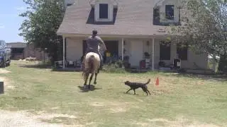 1st time Paso Fino ride...look at the grin