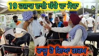 19 ਹਜ਼ਾਰ ਵਾਲੇ ਬੱਚੇ ਦਾ ਸੌਦਾ Mullanpur Bakra Mandi #live_sauda #rajudirba #goatfarming #bakramandi 