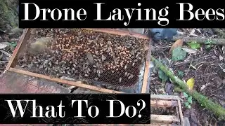 How To Save A Hive That Has Laying Worker Bees