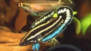 Ramai yang silap !!! Ini Bukan Ikan Betta/Laga - Banyak Variasi Warna : Ikan Parosphromenus