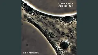 Germ Band Extension