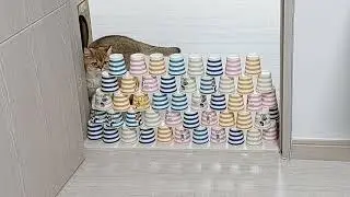 Испытание &laquo;Кошачий прыжок из бумажного стаканчика&raquo;