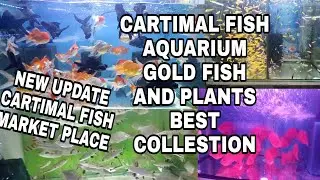 Cartimar imported fish Aquarium gold fish and plants latest, New update 2022 pasay city phillippines